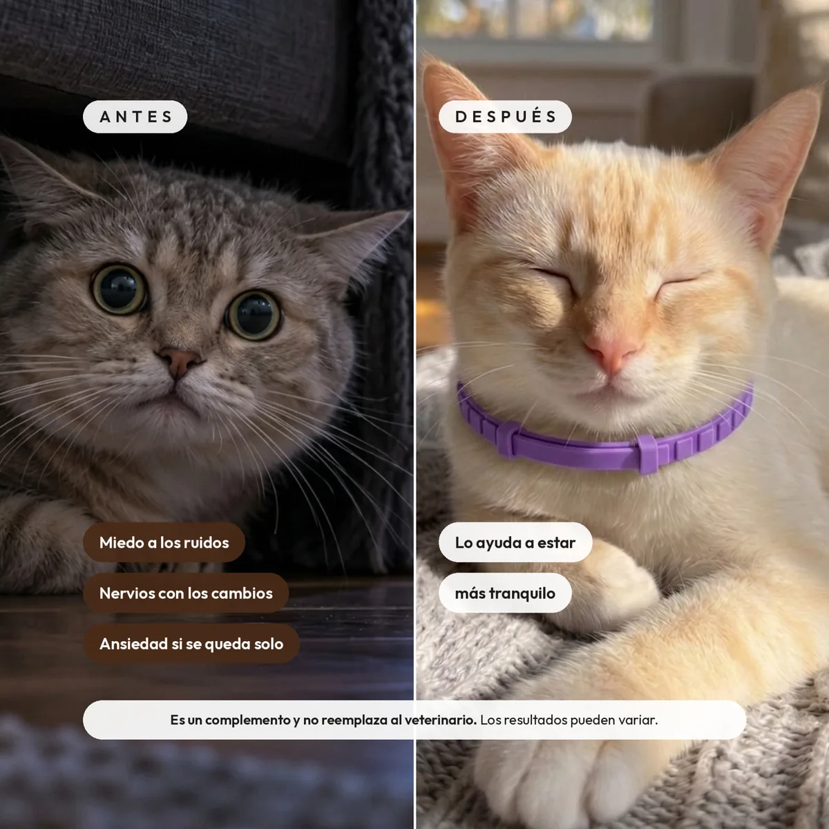 Antes y después: un gato nervioso y el mismo gato relajado con el collar calmante violeta