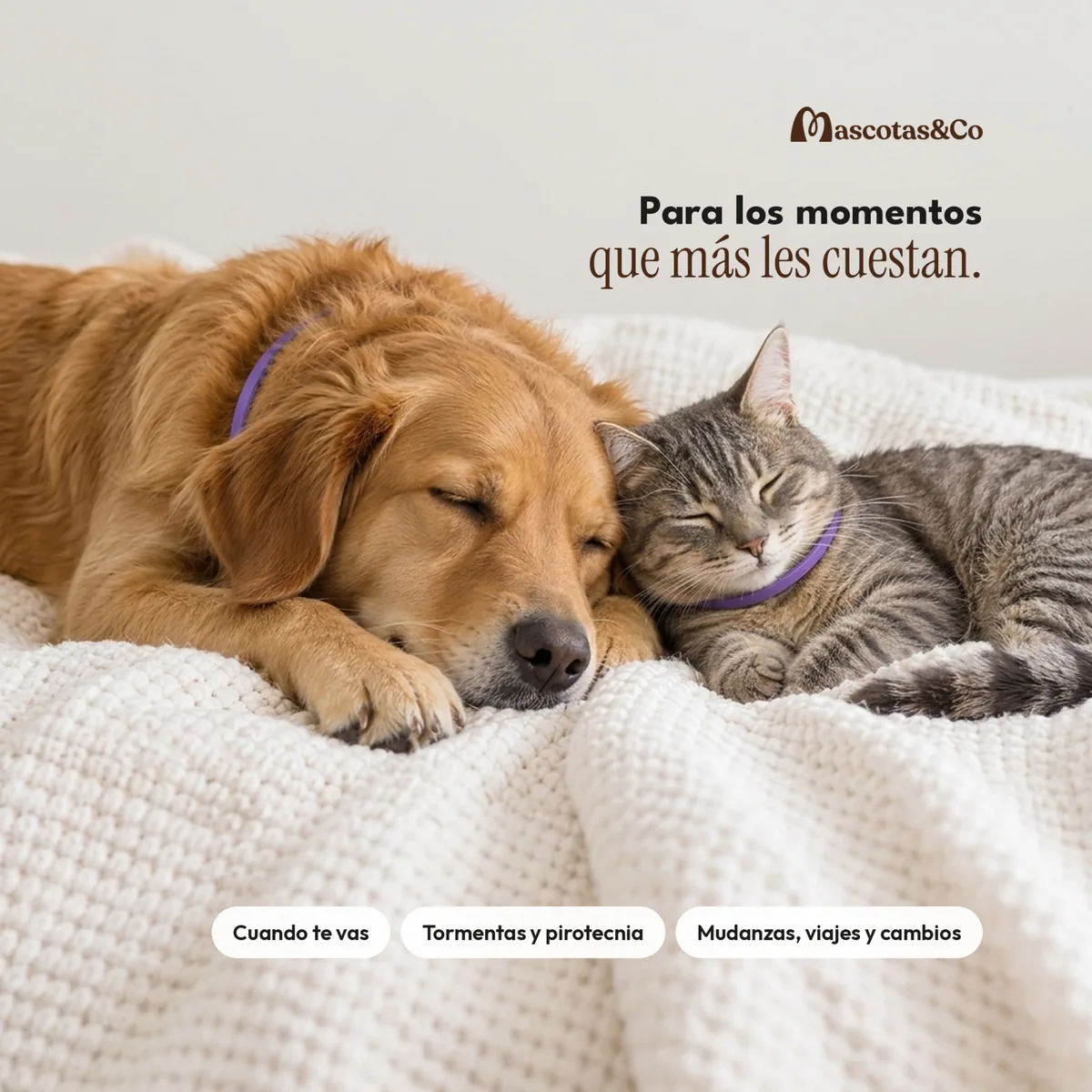 Perro y gato durmiendo juntos sobre una manta, cada uno con su collar calmante violeta
